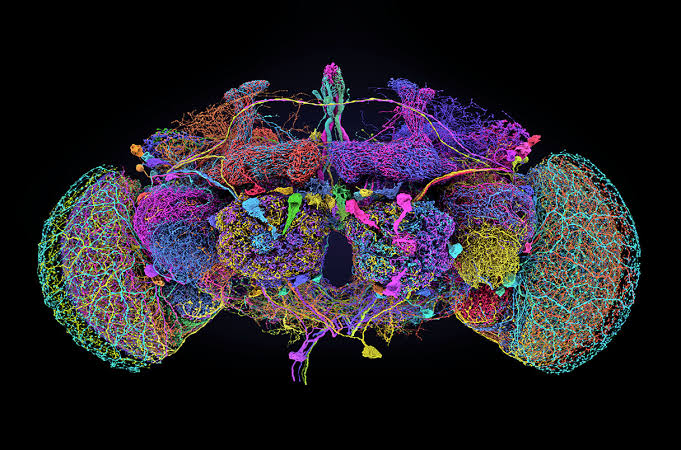 FlyWire connectome of an adult fruit-fly brain, rendered as a dense multicolored neural network on a black background