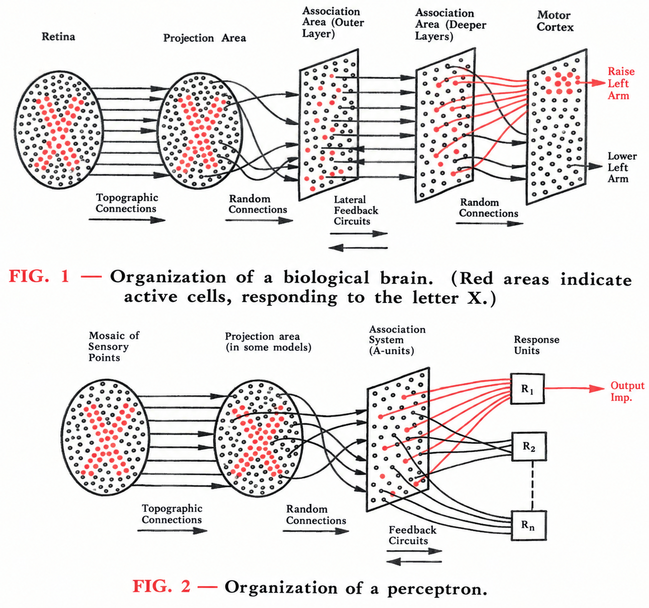 A biological neuron alongside an artificial perceptron, sharing the same structure: inputs, weights, summation, threshold.