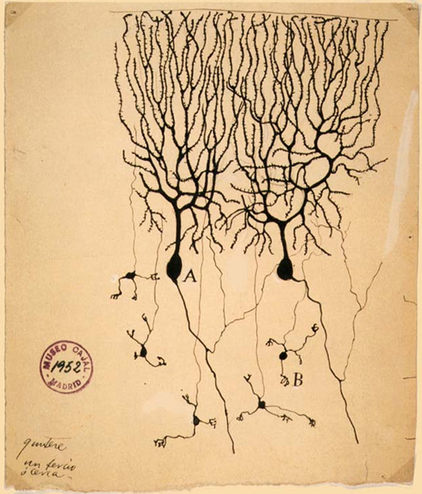 Santiago Ramón y Cajal's hand-drawn Purkinje cells, 1899