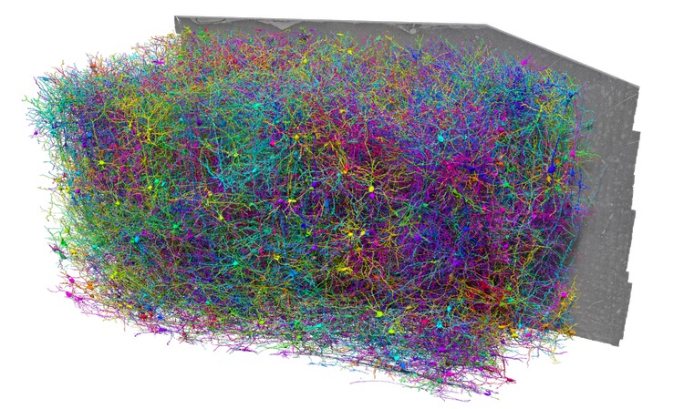Dense 3D reconstruction of one cubic millimeter of cortex, every neuron individually traced and colored, with the original electron-microscopy slice planes visible behind it